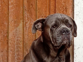 Cane corso female