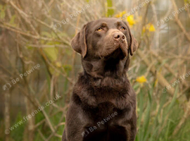KC registered chocolate Labradors