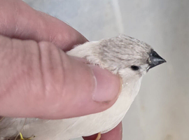 Baby's zebra finches for sale