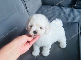 Beautiful Bichon Frise Puppies &ndash; Boys & Girl Ready Now