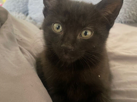 Kitten Girl