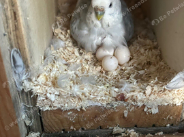 Breeding pair of budgies and eggs