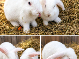 Continental giant rabbits