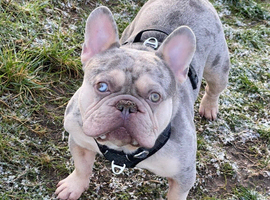 merle French Bulldog Stud Available