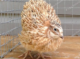 Free male Italian quail