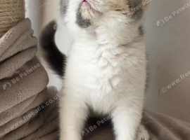TICA And GCCF REG Blue And White Tortie Female British Shorthair Kitten