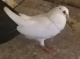 English garden fantail pigeons