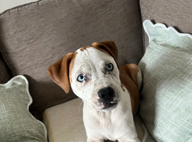 Lovely puggle male for sale
