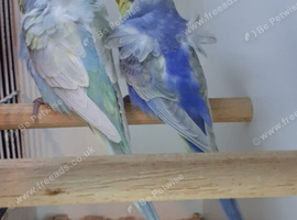 Bonded Pair of Hagaromo Budgies