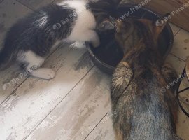 Lovely kitten ask for home