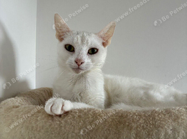 Turkish angora cross