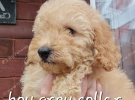 Stunning poodles