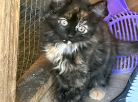 Two beautiful longhaired kittens