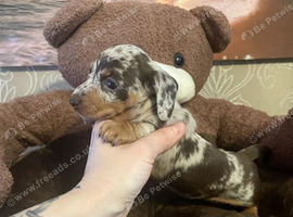 Gorgeous Miniature Dachshund Puppies