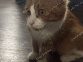 Cat for rehoming