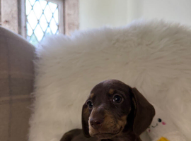 Miniature Dachshund puppies