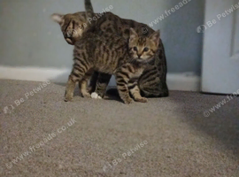 Female kitten