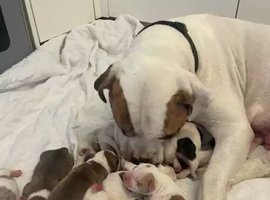 American Bulldog