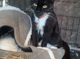 Female cat ideal for stables/small holdings
