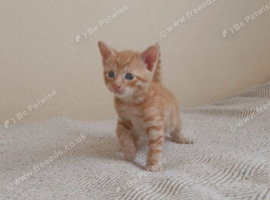 Ginger boy ready to be rehomed