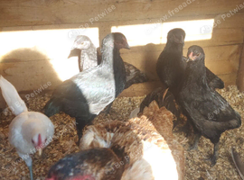 Azeel x Irish Gane birds