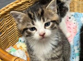 1 male kitten for sale