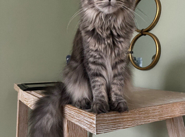 TICA (active) kittens. Russian World champion lineage