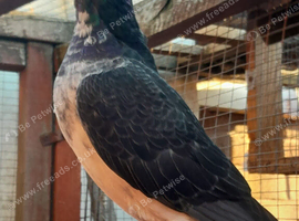GRIZZLE RACING PIGEONS
