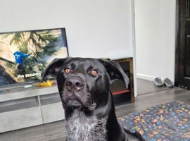 German pointer X Akita
