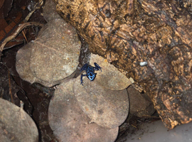 2x Dendrobates tinctorius azureus (blue dart frog)