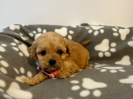 Cavapoo pups