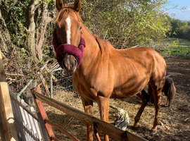 Beautiful 16.1 14yr old chestnut mare