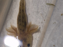 Juvenile axolotls
