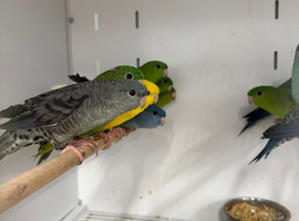 Various Stunning Baby Lineolated Parakeets