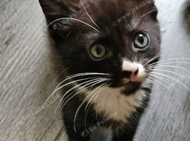Beautiful 9 week old kittens need forever home