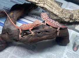 Red Monster Bearded Dragons at Birmingham Reptiles