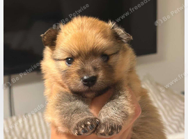 Pomerian puppies