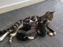 British shorthair/tabby
