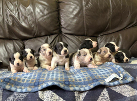 Border collie puppies