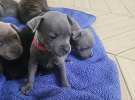 Staffie cross mastiff ONLY 4 left