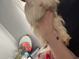 Beautiful pew white little boy guinea pig