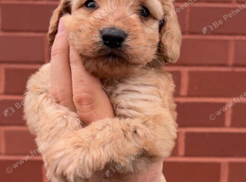 Cockapoo puppy