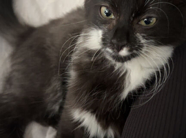 2 1 year old cats