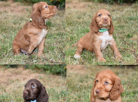 Ready Now Kc Reg Show Type Cocker Spaniels
