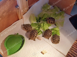 Beautiful baby hermanns tortoises ready now