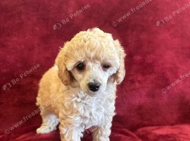 Extensively Health Tested kc toy poodle puppies