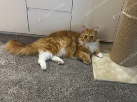 Maine coon