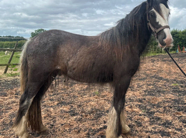 Yearling gelding