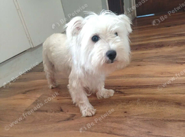 kc registered westie highland terrier girl for sale