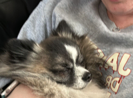 For stud: Wolfsable long haired chihuahua